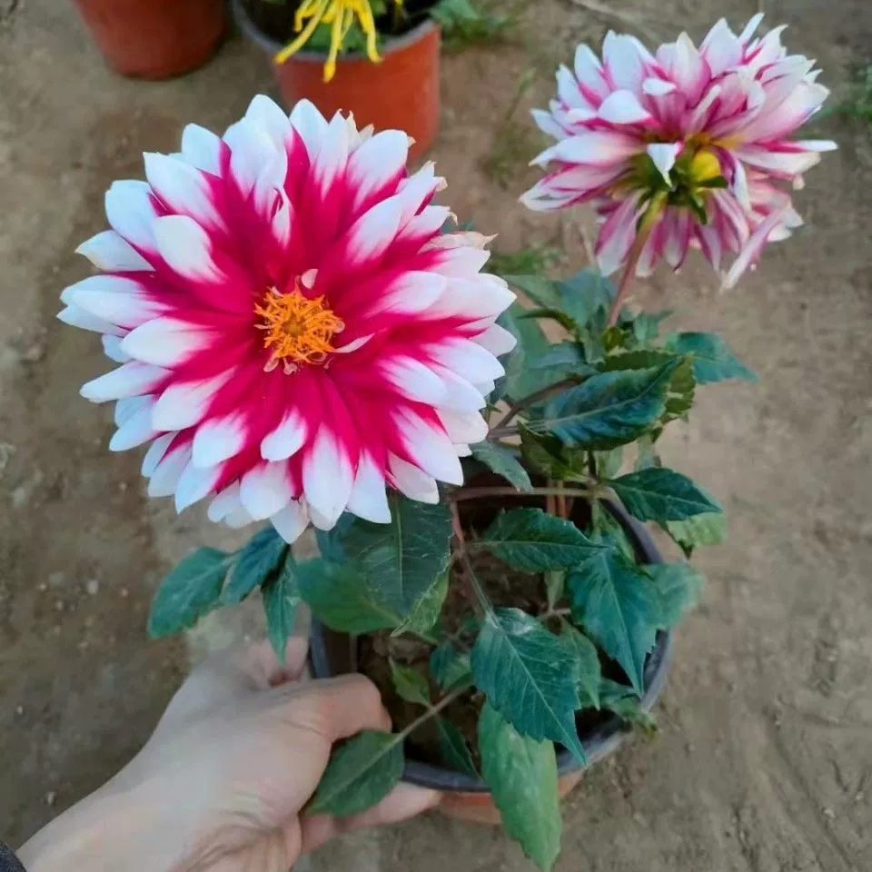 Луковица семян георгины луковица цветка сладкого картофеля четырехсезонное цветение многолетнее растение в помещении двор балкон цветок растение в горшке