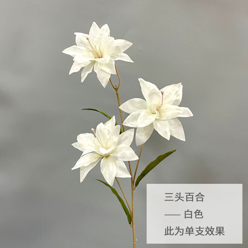 화이트