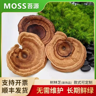 仿真灵芝摆件中药材模型工艺品橱窗展示家居饰品软装装饰定制