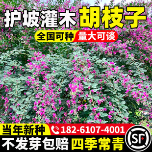 �o�¹�ľ��֦�ӷN�����뻱�G�l�iʺ����ɳ����߅�¸��G�����ͺ���