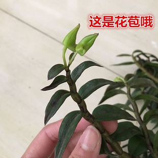 6���_���������FƤʯ���绨�܈@���҃ȾGֲ�m��ֲ�����Կ�ʳ��