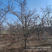 ɽ高� ������ɽ��� ���r�tɽ高��箔��Y���ϱ����NֲҎ���Rȫ