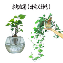 幼儿园水培红薯手工作业香芋盆栽景地瓜番薯大蒜姜蘑菇盒子种植包