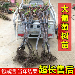 Grapevine Sunshine Rose Grape Sapphire Grape Seedling Giant Peak Grape Seedling Potted Climbing Vine Produces Fruit in the Same Year
