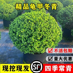 ���׶�����ͥԺ�e���������Gֲ��С�~Ůؑ��������t����ľ��