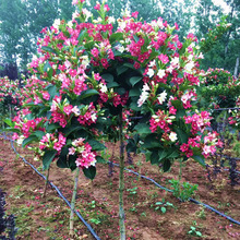 五彩锦带花树红王子锦带花苗盆栽庭院花卉耐严寒耐旱庭院风景树苗