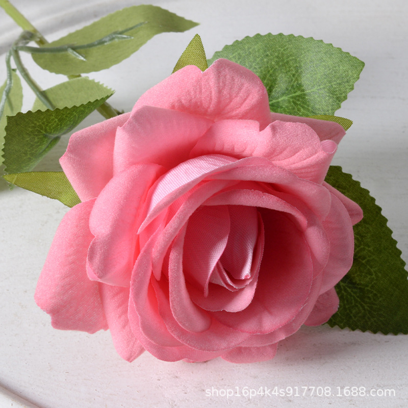 Rosa Aisha rosa polvo profundo