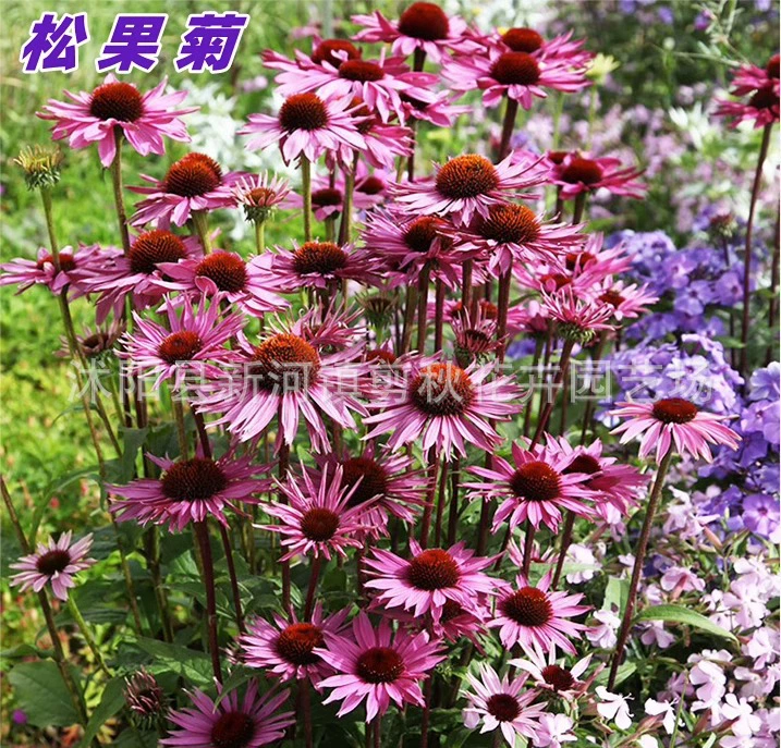 Семена эхинацеи Эхинацея морозостойкие термостойкие цветочный сад дорога пейзаж цветок море зеленый цветок семян оптом