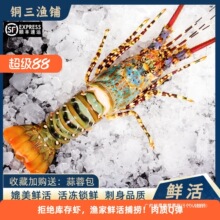 澳洲大龙虾特大3-8斤大花龙鲜活速冻小青龙波龙深水虾海捕鲜水产