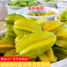 福建漳州台灣楊桃香甜可口3-5斤裝 當季水果現摘現發