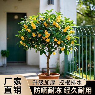 ļ𻨘ԭ̨҃ͥԺBܝļ_ֲ