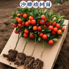 ���ڏV��ɰ���٘����������ɳ�ǽ۷Nֲ���Ә���޽ӹ�������ͺ�