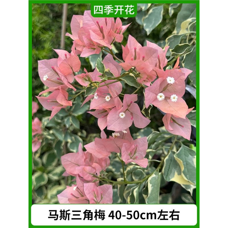 [핫한 신제품 재고 있음] 부겐빌레아 약 40-50cm + 특수비료 (