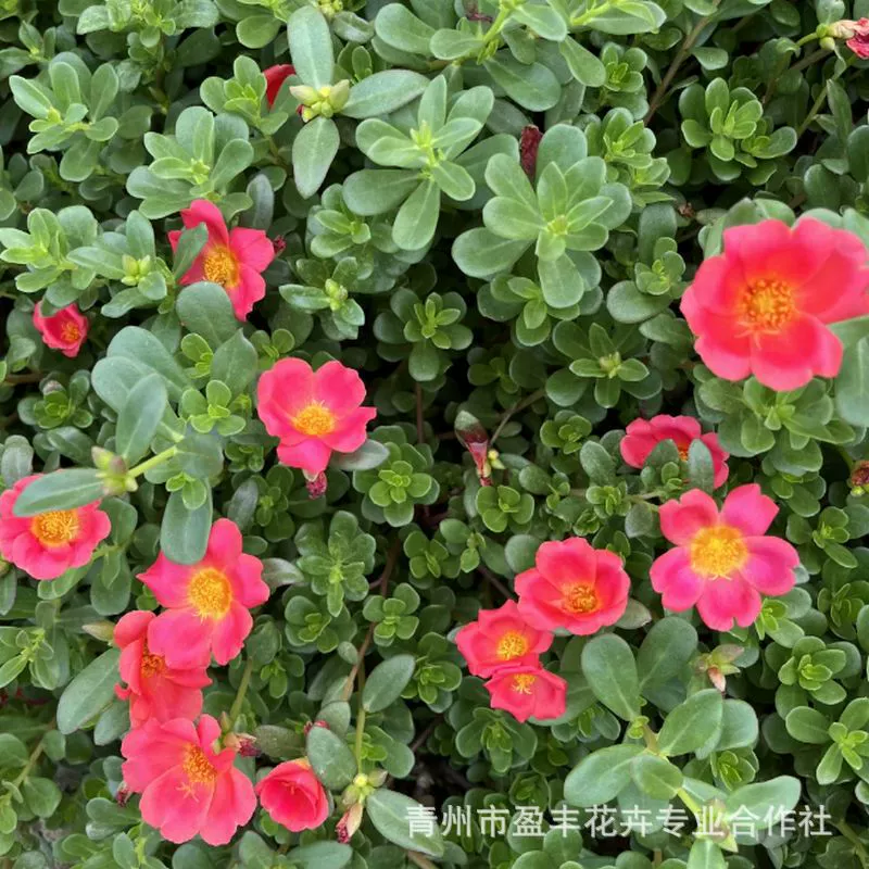 Двухцветные саженцы портулака, саженцы травяных цветов подсолнечника, оптовые саженцы крупноцветкового портулака на базе Цинчжоу