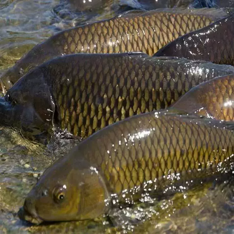 Carp Fry Rice Field Carp Fry Red Tail Carp Freshwater Cold Water Breeding Edible Carp Feng Carp Rice Field Fry