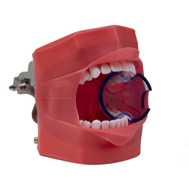 Modelo de práctica dental modelo de cara de simulación de diente desmontable de boca completa modelo de cabeza simple modelo dental oral