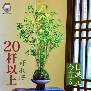 Hydroponic Moss Ball Plant Indoor Potted Micro Bonsai Bamboo Bamboo Ornamental Bamboo Millet Bamboo