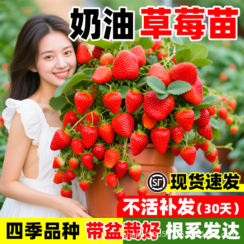 草莓苗盆栽带花带果带土种籽子奶油红颜当年结果阳台种植新苗苗秧