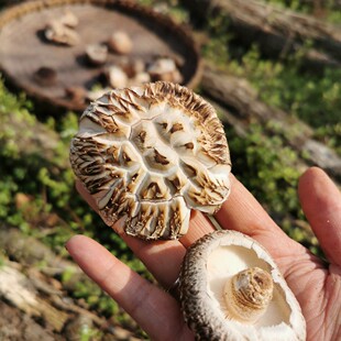 �ന��ɽ��Ʒ�ľ�����㹽��؛Ұ�����L�������ǰ׻����Ĵ��خa