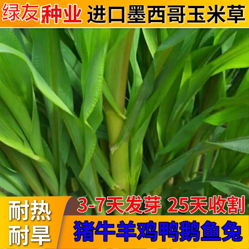 Импортированные мексиканские семена кукурузной травы высокоурожайные семена корма