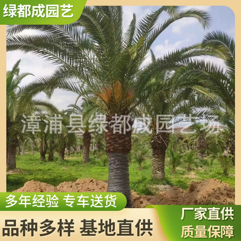 Большой 2-метровый Канарские даты цена Канарские финики саженцы украсить дорогу Канарские даты