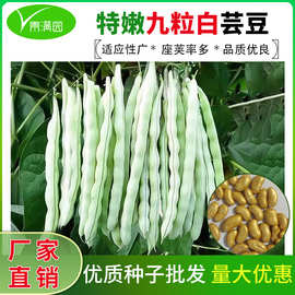 摘不败九粒白芸豆种子老来少豆角种籽产春四季蔬菜种孑白不老种