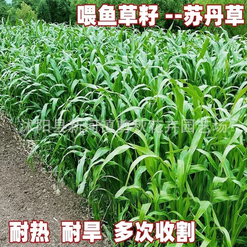 Импортированные Суданом семян трав Высокая Дан Ван семян трав высокая урожайность кормовых семян разведение курица Гусь Крупный рогатый скот овцы рыба трава семян четыре сезона