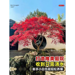 һ�����l�ձ��t������t�輧�����ͺ������辰����ͥԺ�G��ֲ���L