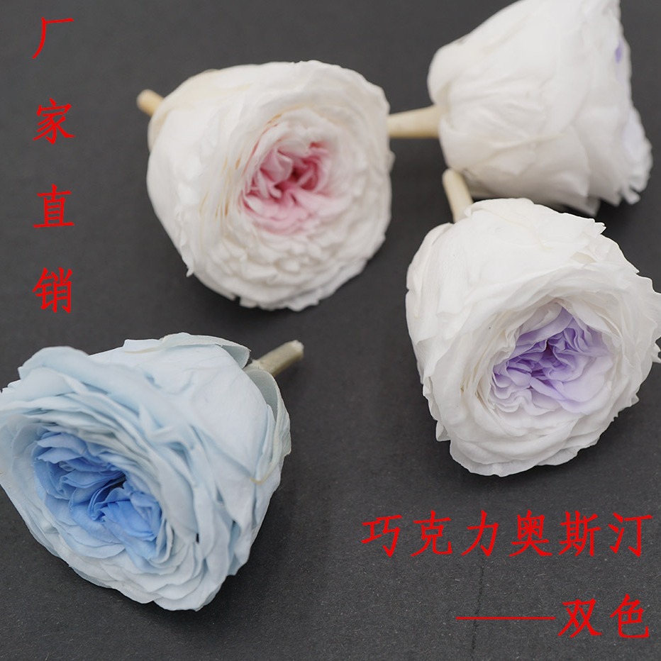 Flor eterna/Flor de chocolate/Austin dos colores/3-4CM Austin Rose/grande favorablemente