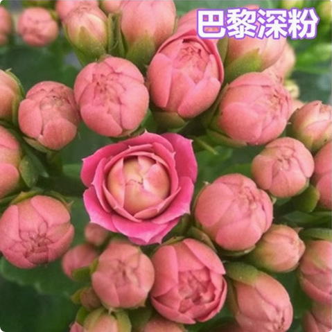 Semillas de flores de larga vida, plantas en maceta en el balcón interior y exterior, flores fáciles de vivir, semillas de flores silvestres en todas las estaciones