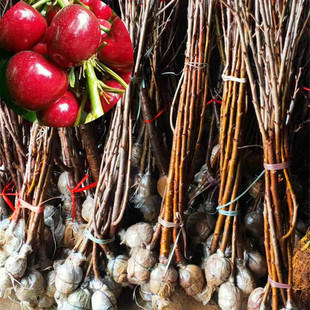 �{Ӻ��觼t���Ҙ� �����m����� ���]�޽����Ϸ��Nֲ���ҹ���ֱ�N