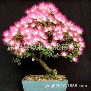 Red Flower and Acacia Seeds, Street Trees, Acacia Trees, Potted Velvet Flower Trees, Silver Acacia and Mountain Acacia Engineering Greening Seeds
