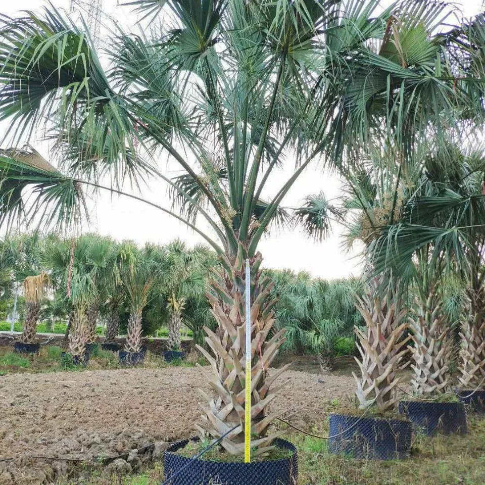 205 база оптовая поставка 1-3 метра полюса высокой весы дракона Пальма Пальма Пальма