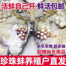 天然淡水珍珠蚌壳活体河蚌多珠爱迪生自己开蚌取珍珠鲜活直播间