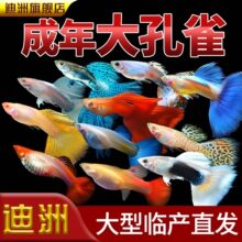 孔雀鱼观赏鱼活体金鱼热带小型淡水马凤尾鱼好养耐活易繁殖斑鱼苗