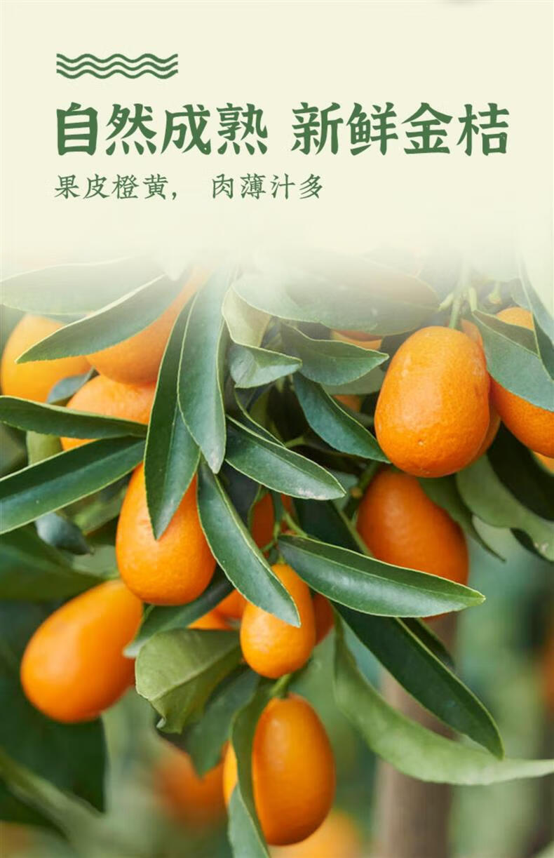 Dried Kumquat Slices Jin Ju Gan 500g Loose Fruit Tea for Hot or Iced Brewing key features