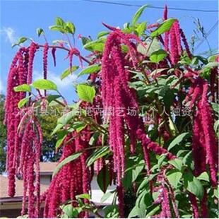 β���{�N���^�p�����˹������{�N���ļ��׷N�����L�ݏ�β���{����