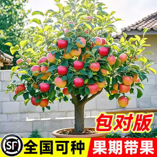 �O�����������Ϸ������Nֲ���Ա������O���������䮔��Y��ͥԺ
