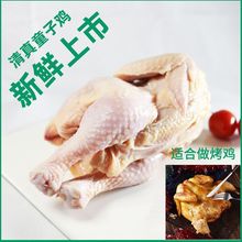 西装童子鸡新鲜小嫩鸡适合做炸鸡烤鸡冷冻净肉鸡散养三黄鸡厂批发