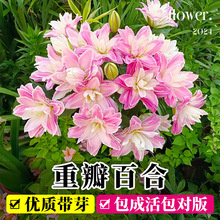 �ذ�ٺϷN����ˮ����ֲ�����Ի����ļ��_���Gֲ�҃Ȏ�����������