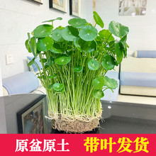 铜钱草招财水培植物办公室桌面盆栽金钱草花卉净化空气吸甲醛绿植