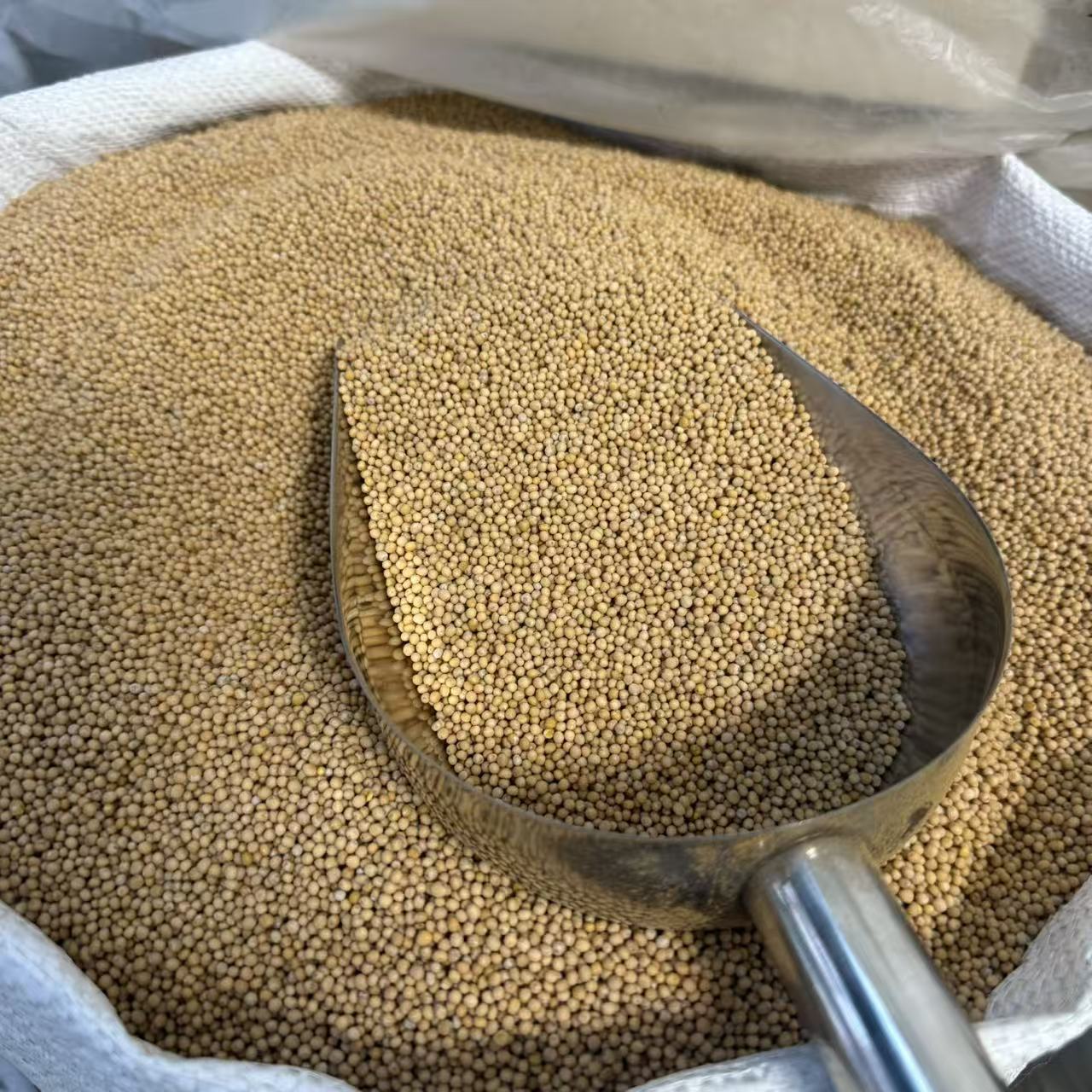 White Mustard Seed Bai Jie Zi 500g Dried Herbal Granules for Traditional Decoctions key features