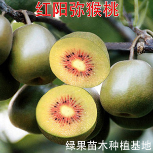 �t�ļtꖫJ������ �tꖏ����Ҙ��� �޽ӹ�����t���殐������Y��