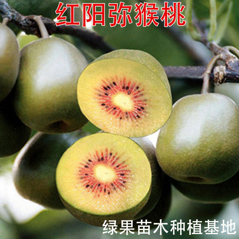 红心红阳猕猴桃苗 红阳弥猴桃树苗 嫁接果树苗红心奇异果当年结果