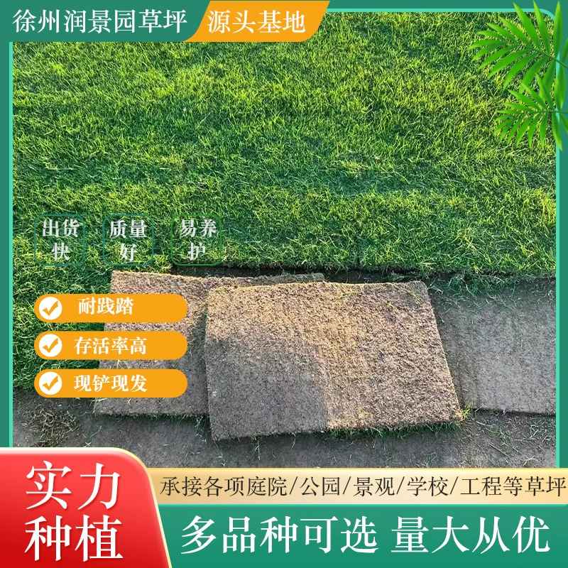 Xuzhou Turf Открытый с грязью Настоящая лужайка Двор Парк Вилла Манила/Узлы листьев оврага Озеленение рассады