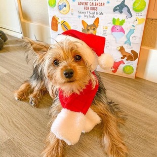 Pet supplies Christmas hat scarf set cats and dogs small pets for manufacturers wholesale