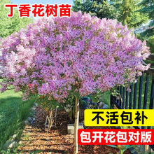 㻨eͥԺͺLN϶㻨ԝ㻨