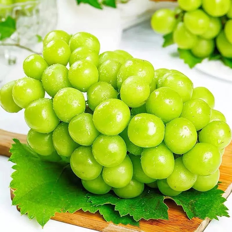 Sunshine Rose fresh grape Fragrant and sweet Seedless Qingti Season fresh pregnant woman Fruit 3 wholesale