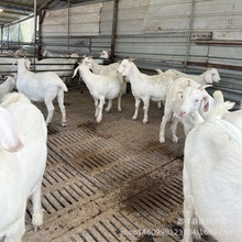 现在养羊前景适合放养又繁殖多胎的羊选哪个品种美国白山羊小羊羔