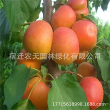 ޽SԴӘ̫Aӹ䮔YϱļNֲ